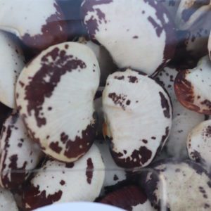 Garrofón - Spanische Mondbohne für Paella 300g